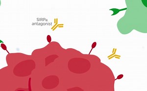 SIRPα 拮抗剂 (BI 765063) 作用机制