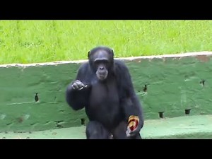 Macacos fazendo coisa de HUMANO