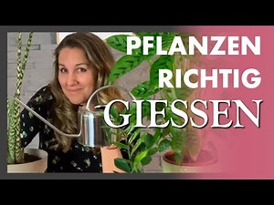 ZIMMERPFLANZEN 💧💦☔️ RICHTIG GIESSEN 💧💦☔️ die häufigsten Fehler und die besten Tipps