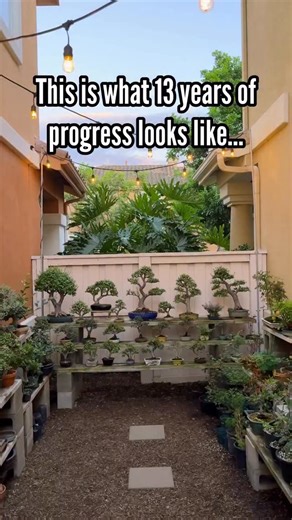 13 years in on this juniper procumbens nana bonsai. 🌳Pot by @denisesoultanian 🌳 #bonsai #plants #garden #nature | Zane’s Trees