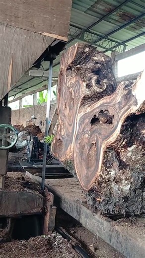 Identifying Types of Trees for Nature Enthusiasts