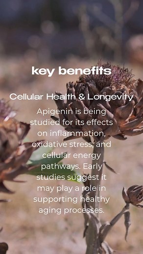  Ingredient Spotlight: Apigenin. Found in chamomile, parsley, and other botanicals, Apigenin helps calm your mind and support your body’s natural repair processes — so you can thrive from the inside out. ✨ Tap our bio to explore the 19 carefully chosen ingredients behind eternafy™ #eternafy #apigenin #longevityScience #MindBodyBalance #sevinity #stemcellactivation #stemcellhealth #stresssupport #wholebodyhealth | Sevinity | Facebook