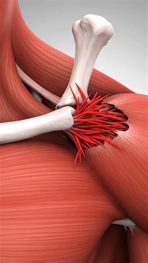 AC Joint Separation Grades