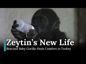 Rescued Baby Gorilla Finds Comfort in Turkey | Zeytin's Incredible Journey | DRM News | AC1I