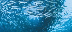 GSSI WELCOMES SIMPLOT AUSTRALIA TO ITS GLOBAL PARTNERSHIP