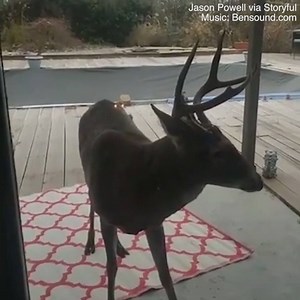 This is the strangest home invader!🦌😲 | Daily Mail Video