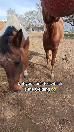 Mack🌾•Faith•Home•Farm🌱 on Instagram: "I love my mare so so much but man I missed having a gelding 😂😂😂 #gelding #mare #marevsgelding #funnyhorse #horsetok"