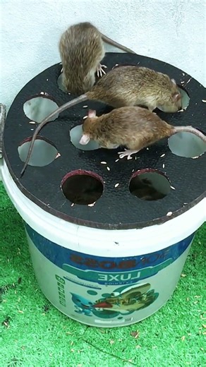 Best cage trap idea for catching mice alive #mousetrap #diy #mouse #animals #pets