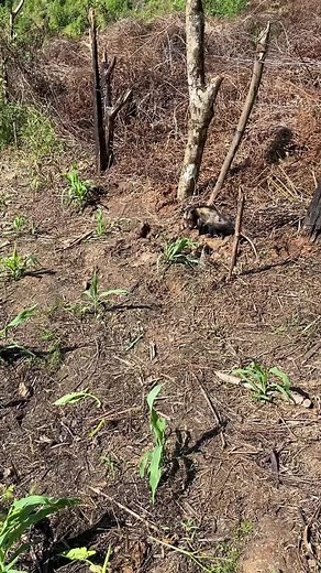 Exploring the Life of a Quill-Covered Mammal