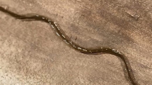 What are hammerhead worms?