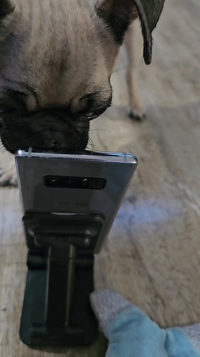 Pugsy on TikTok