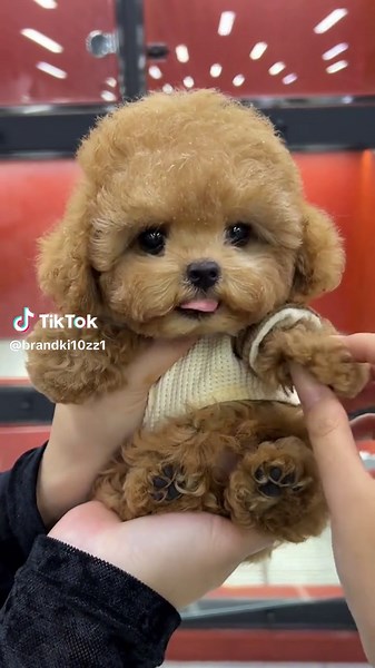 Cute Teacup Dog Compilation | Funny Puppy Videos