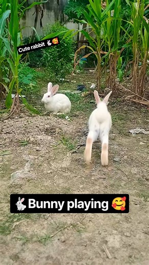 Viralvideo🐇#rabbit#youtubeshorts#mycuterabbit#pets#animals#cute#shortfeed#shortvideo
