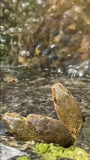 4 headed snake 😳#viral #snake #shortsviral #vibes #youtubeshorts #happy #nature #junglelife #wild