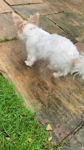 Some updates today for little Lily Rescued on Friday, She was discharged last night from The vet hospital & is on crate rest, She’s just been outside for a wee & is doing well & eating, We would like to let you all Know we are going to try & get justice for Lilly, The Recording you all heard was of one our rescuer’s, A lone female in a house trying to get a little broken beaten dog out, She would of promised anything to get out with the dog, So please 🙏 Understand we don’t let animal abusers Aw