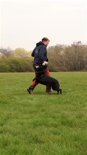 Reverse heeling positions with Uzzi #dogtrainer #igp #dogsport #dogshavingfun #workingdogs