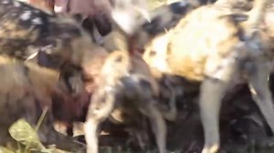 1.4M views · 10K reactions | wild dog vs Warthog | Fountain of Life Ministries International | Facebook