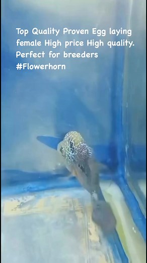 Top Quality Proven Egg laying female High price High quality. Perfect for breeders #Flowerhorn fish | A Pet Space