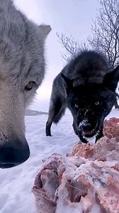 For my love of Wolves 💚 … See more | Wolf Lovers