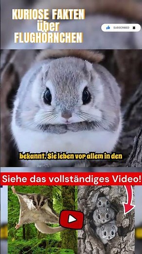 Kuriose Fakten über Flughörnchen Teil 8 #einhörnchen #flughörnchen #tier #tiere #shorts
