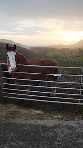 What's the weather been like for you? We've had non stop wind and rain its been particularly revolting! All the horses are doing well, the pregnant ladies feild was given a fresh round bale a couple of days ago; as I drove down the drive I was giggling at our 'new' fencing...the hay had created a wall! A wind blown hay wall! It has gone everywhere! A lovely evening despite that cold wind. Needless to say we were delighted yesterday evening when it finally dropped, I still have a few slates left 