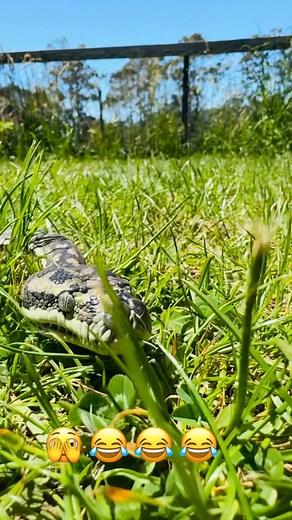 4.8K views · 106 reactions | ROady the Bredli Carpet Python  having his me time on the lawn before snuggles. Staring at the crowd like: “Omg… so many little trees to climb soon… hssshhh  #fblifestyle #snakeonthelawn #free #metine | Serpentarium Wildlife Park Tasmania | Facebook