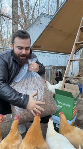 Getting mugged by my chickens: funny farm moment