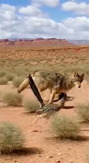 Physical Comedy: Coyote Fails to Overcome Inertia