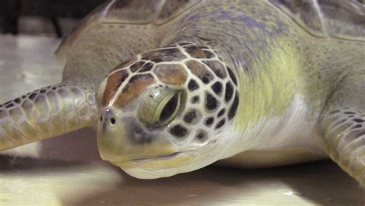 DNR: South Carolina reports its first sea turtle nest of the season. Here's where it was found