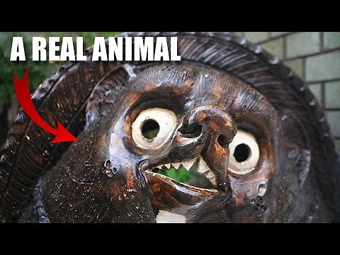 Tanuki Facts: the Japanese RACCOON DOG 🦝 Animal Fact Files