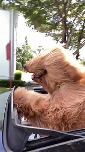 I promise didn’t teach my pet bear to stick his head out the sun roof! | Brodie That Dood