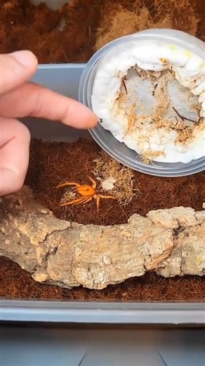 11K views · 252 reactions | The real ones will know.. Thos is my new Camel Spider also know as a sun spider he's cool isn't he #animals #venomous #spiders #fakebody #fakesituation #camelspider #creepy #bugs | Spider Facts | Facebook