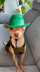 Back at it with a Saint Patrick’s themed cowboy outfit 🤠🍀 . . . . . . . . . . . #saintpatricksday #cowboy #green #dog #dogs #chien #chihuahua #doglovers #pets #fyp #cutedogs #doglove #doglife #chihuahuasofinstagram #chihuahuas #cutedog #petsofinstagram #dogmodel #dogsofinsta #igdog #smalldog #doglover #chihuahuaslovers #dogsofcanada #dogoftheday #montreal #mtldogs #eeveethelittlechihuahua #cute #instadog | Eevee the little Chihuahua