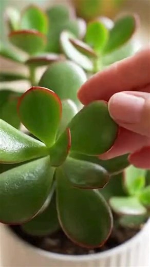 How to Cultivate Jade Plants Using Stem or Leaf Cuttings | Wise Grandma's Advice