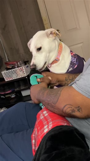 Affordable Superstar Santa Tree for Every Home