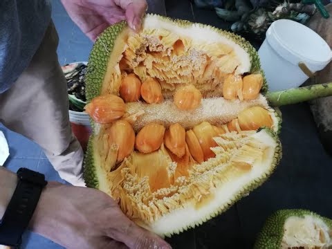 How to clean up the stickiness on your hand after eating Cempedak Jackfruit