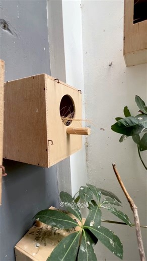 Soft morning light falling across the nest boxes inside this mini aviary. A calm setup that keeps every small bird comfortable and safe. #FinchAviary #BirdNesting #CalmNature #AviarySetup #HighCPMVideo | Indra Prihantoro