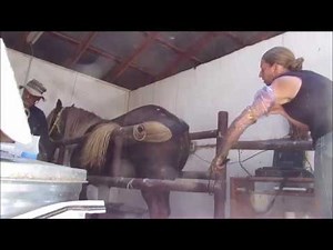Artificial Insemination of a Mare Using Shipped Cooled Semen