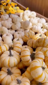 Our FIRST Fall Family Fun Weekend of 2025 kicks off the weekend of September 20th!Get ready for: 🎃 Pumpkin & apple picking 🌽 Corn maze & hayrides 🌼 PYO flowers 🛝 Tube slides, jumping pillow, scooter track 🏀 Grain bin basketball & so much more! Grab your tickets now at triplebfarms.com | Triple B Farms