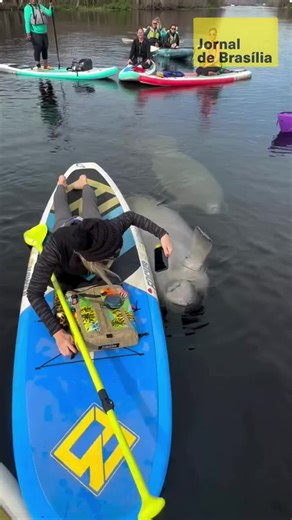 🐋 Um vídeo encantador mostra um peixe-boi subindo em uma prancha de stand up paddle, lembrando cenas de filmes, mas na vida real. As imagens foram gravadas na Flórida, destino popular para quem quer observar esses mamíferos aquáticos de perto. 💬 Nas redes sociais, internautas se encantaram com a cena e comentaram ser quase impossível não querer abraçar o animal. Nos Estados Unidos, é importante lembrar que peixes-bois são protegidos por lei, e tocá-los é ilegal. 📹: Reprodução/@paddleoutflorid