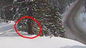 Bigfoot spotted on traffic camera? Washington DOT's tweet sparks speculation.