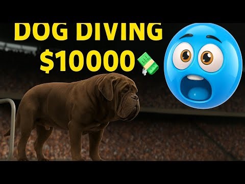Dog Olympics 2025 🐕🌍 | Golden Retrievers Epic Olympic Diving Event || dog bast dives