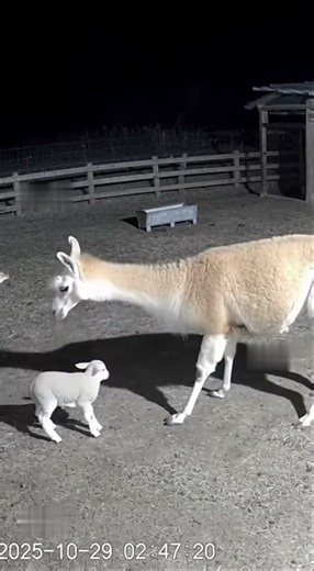 Llama Protects Lamb from Fox | Nighttime Farm Hero #animals #wildlifeentertainment #wildliferescue
