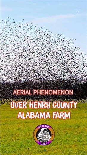 Aerial Phenomenon - Murmuration #henrycounty #AlabamaFarm #unexplainedphenomena #aerialfootage