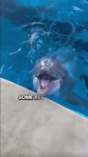 Do Dolphins Really Save Humans? What Science Actually Shows