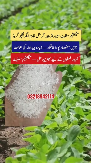 Magnesium Sulphate fertilizer, magnesium sulphate for crops, magnesium sulphate benefits, magnesium fertilizer for cotton, magnesium fertilizer for rice, magnesium sulphate agriculture grade, magnesium sulphate for sugarcane, magnesium sulphate for maize, magnesium sulphate uses in agriculture, imported magnesium sulphate Pakistan, pure crystal magnesium sulphate. میگنیشیم سلفیٹ کھاد، میگنیشیم سلفیٹ کے فوائد، کپاس کے لیے میگنیشیم کھاد، دھان کے لیے میگنیشیم سلفیٹ، کماد کے لیے میگنیشیم سلفیٹ، مکئی