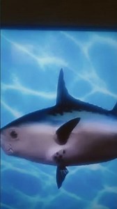 SpongeBob intro fandub 🇪🇹 1881-89