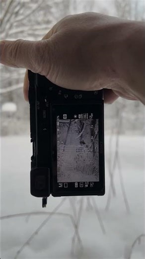 A Blue Jay in Falling Snow