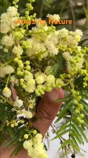 Acacia mearnsii, commonly known as black wattle.