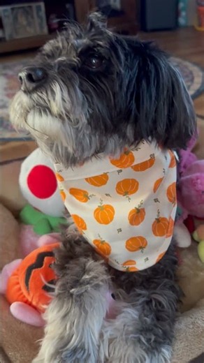 Claudio is ready for Halloween 🎃 #halloween #dogshorts #animallovers #animalshorts #cute #pets